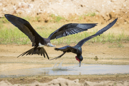 christmas island photo tour example 9